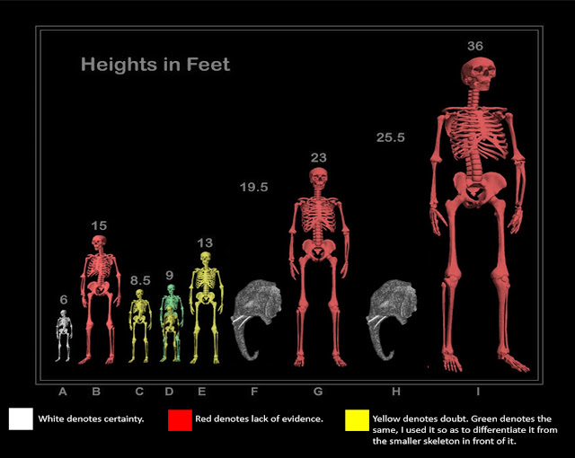 Grading the giant human skeleton chart True Freethinker