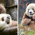The World’s Only Brown Panda Who Was Abandoned As A Baby, Finally Finds Happiness