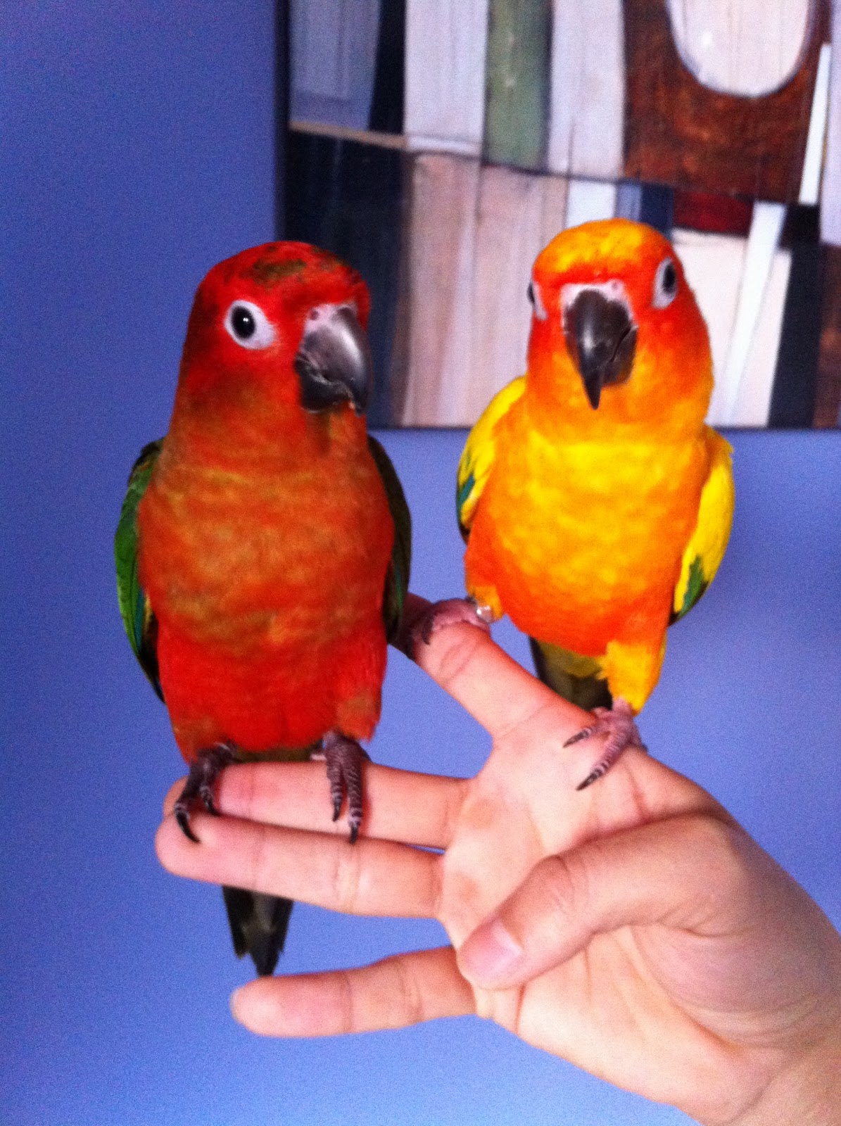 Red factor sun conure: Red factor sun conure and Sun conure