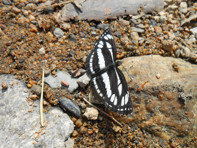 Бабочка на берегу реки Маук