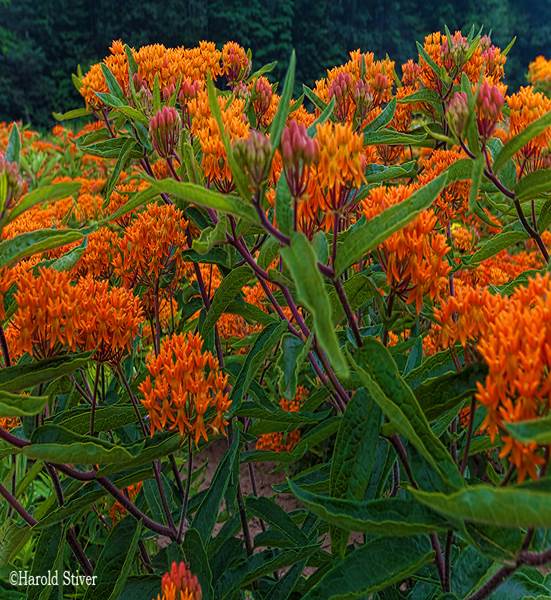 Delaware Tech Green Thumb Native Plants