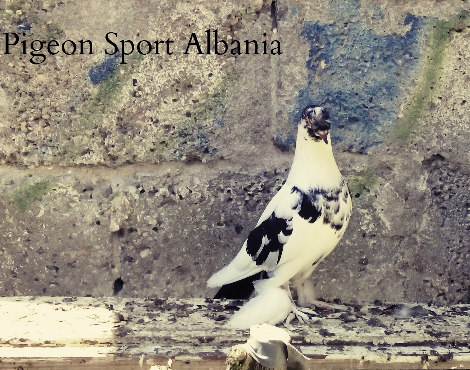 Sport Albania Sport Albania