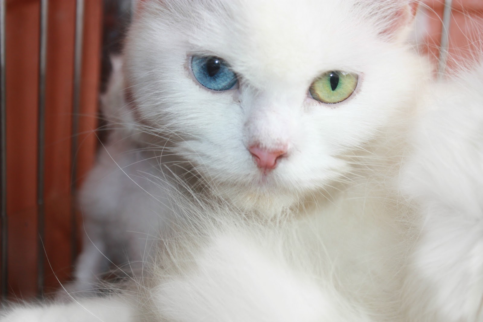 Justin Leyson Persian Cats in the Philippines