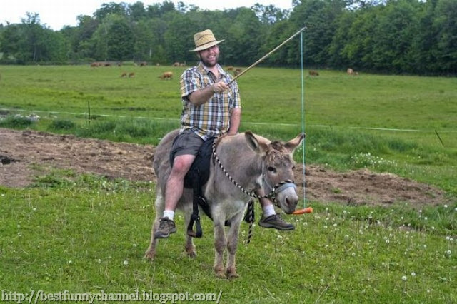 Funny donkey.