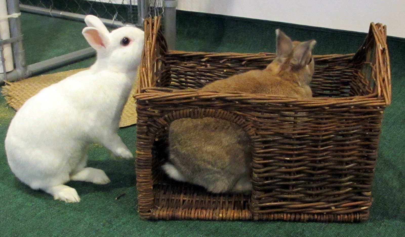 Rabbit Ramblings New bunny toy!