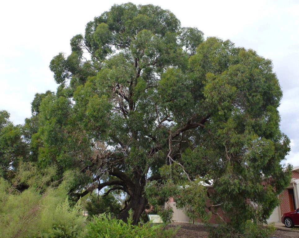 Wimmera...way back when: Historic trees