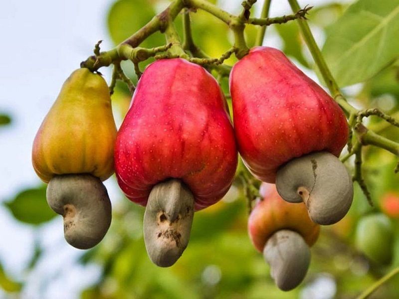 Jambu mede Gambar Buah Yang Mengandung Vitamin C - Jambu mede