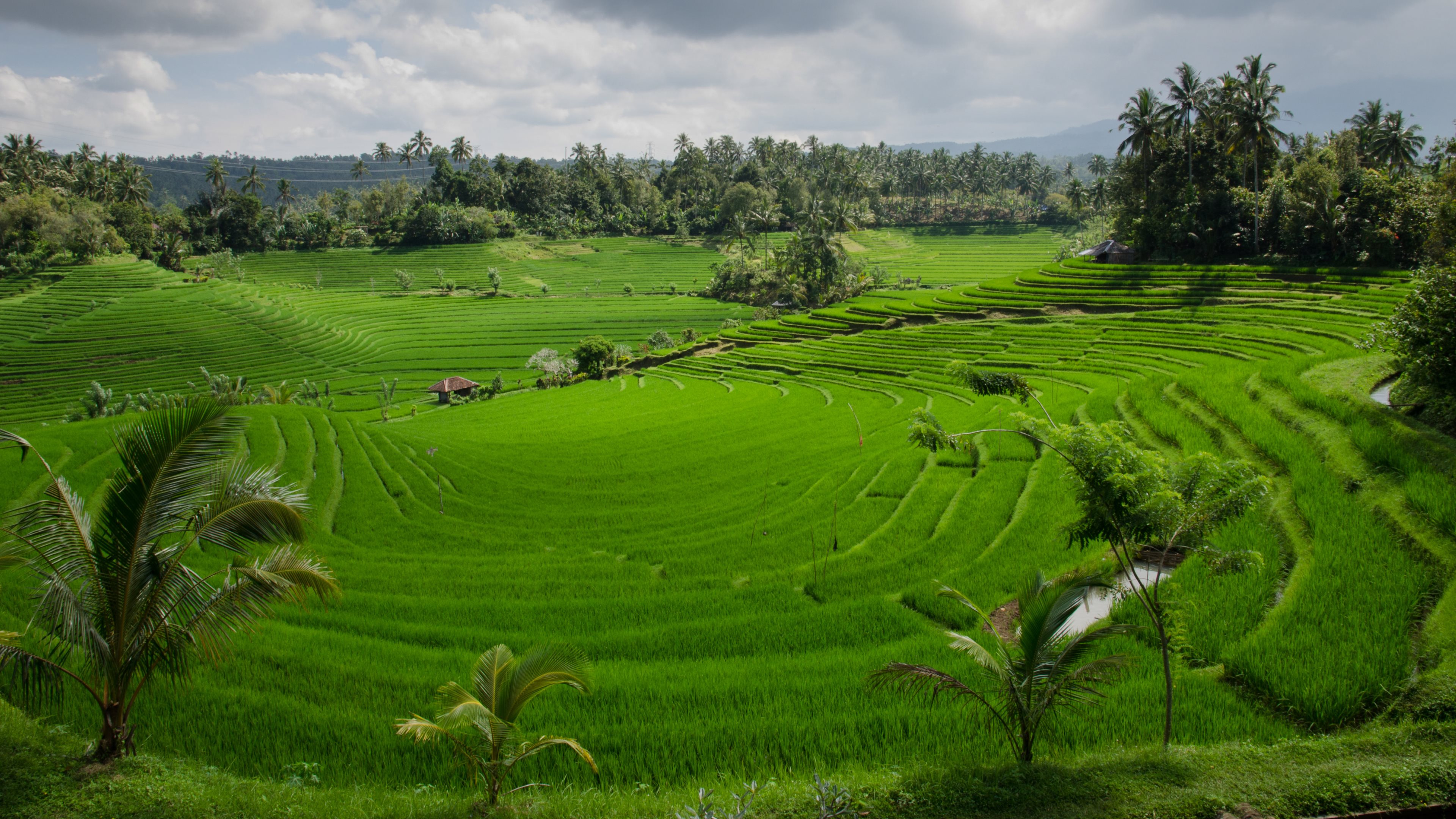 Bali Rice Paddy Wallpaper Bali Rice Paddy Wallpaper
