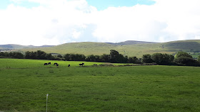 lehmät, nummi, pelto, Irlanti