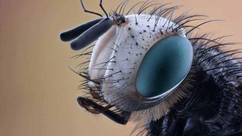 Insect 3