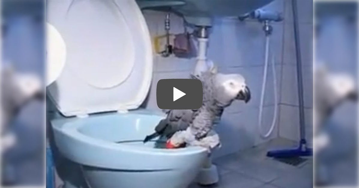 Potty trained parrot!!