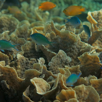 Snorkeling di Pulau Menjangan 