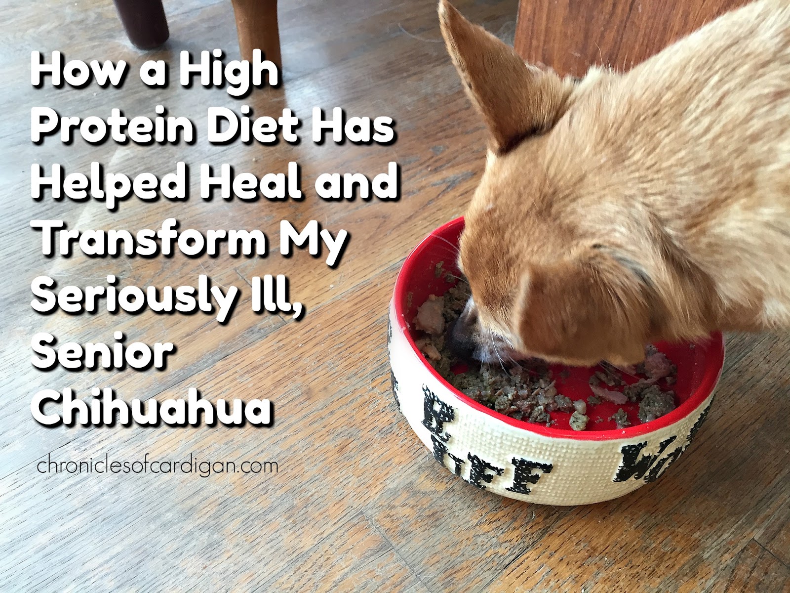 Wellness Dog Food Online Coupons Wellness Dog Food Online Coupons