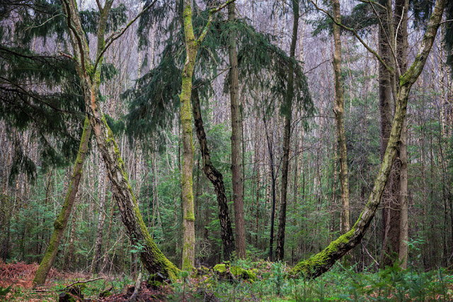 Soft light surrounds these strangely shaped trees in the New Forest National Park