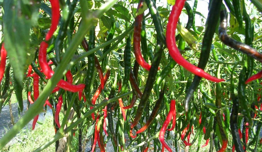 Organic Chili Peppers STANDALONE Farm