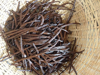 Vanilla planifolia - Vanillier - Vanille Vanilla planifolia - Vanillier - Vanille