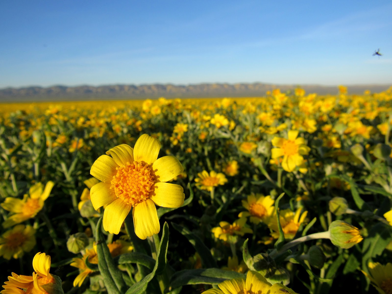 Wildflowers Abound At Carrizo Plain