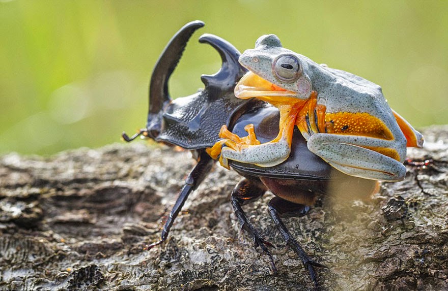 cowboy frog riding beetle animal photography-8