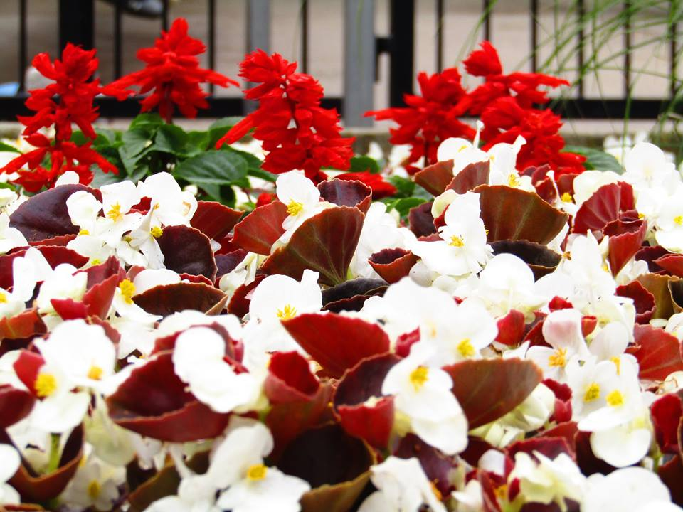 Stunning red and white flowers on display in front of the highly thrilling Shockwave.