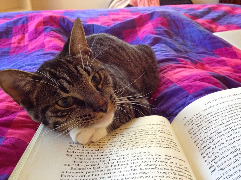Жалкая книга. Интересные кошки. Кошка требует внимания. Кошка хочет внимания. Кошка читает.