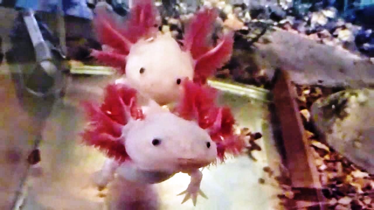 аксолотль игра. саламандра аксолотль. аксолотль розовый. картинки аксолотля. аксолотль игра.