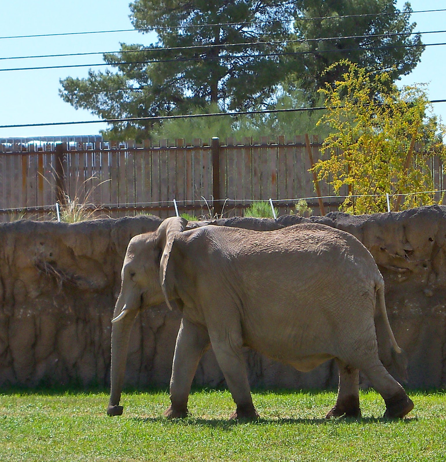 Courtyard Breezes: New Elephants at the Tucson Zoo!