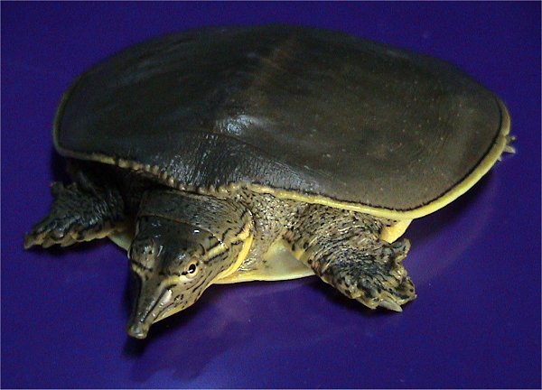 softshell-turtle-koi-pond-4.jpg