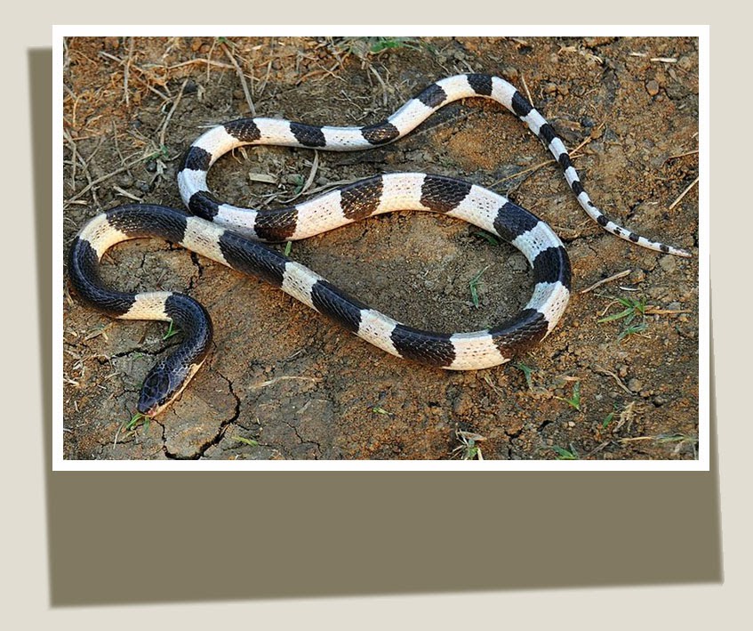 BALI RETREAT PLANNING VENOMOUS SNAKES IN BALI