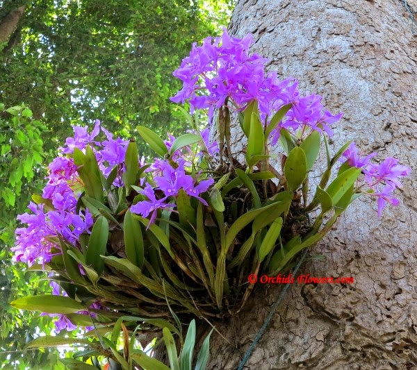Get to know all about Cattleya Alliance orchids.