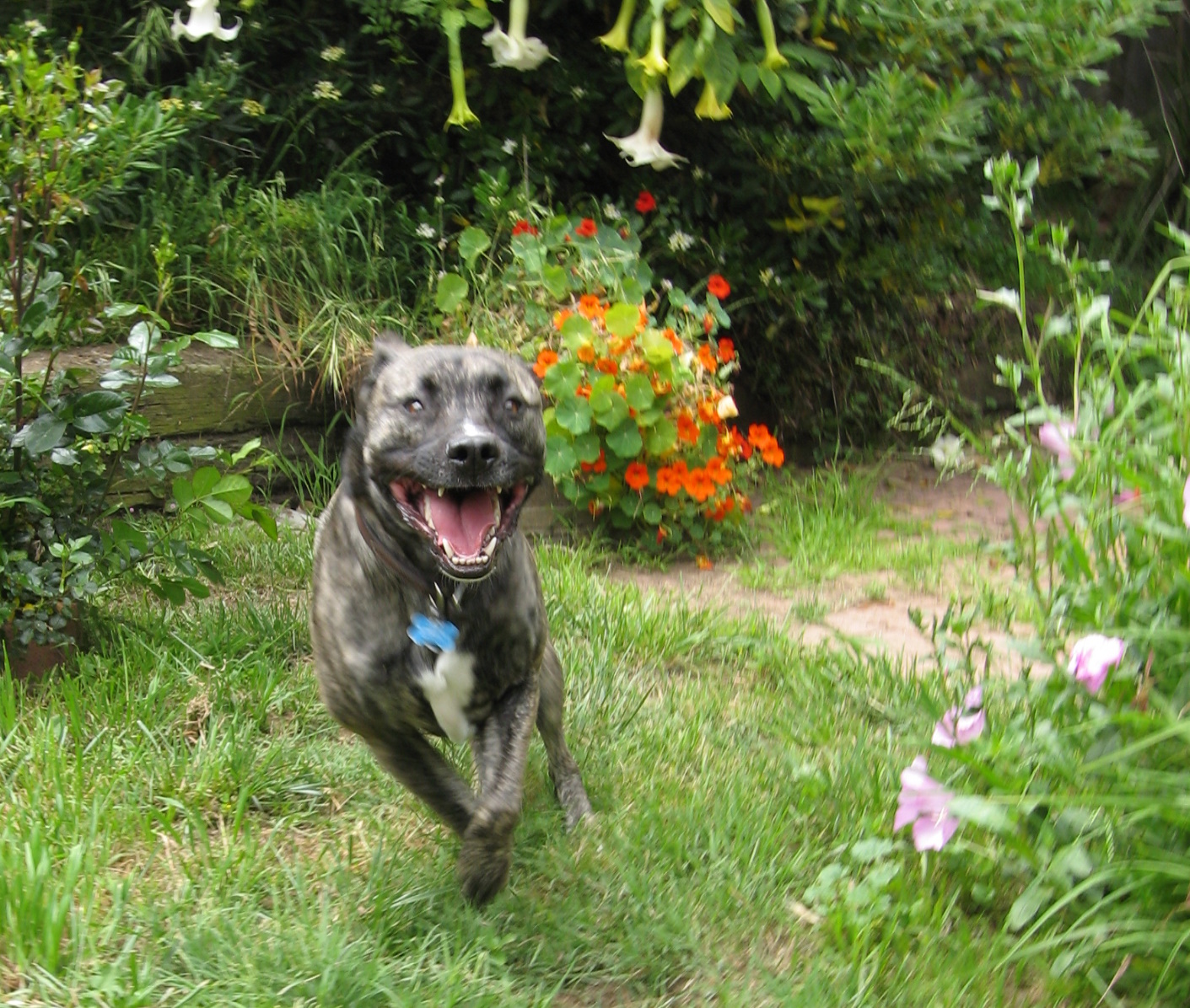 chien qui aboie Jeux de Chien Pour un Dressage Réussi