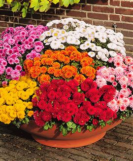 Fiori Piante e Giardini del Mondo: CRISANTEMI: I FIORI DI ...