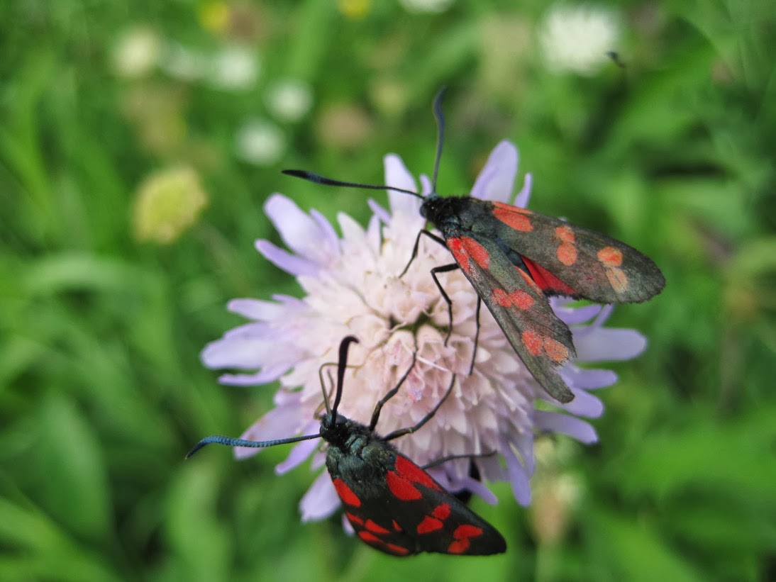 The Eagle's Gaze : Austrian insects (II): butterflies and moths