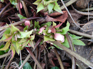 Beautiful Flowers in our Winter Garden, Oxford, Jan 11, 2012