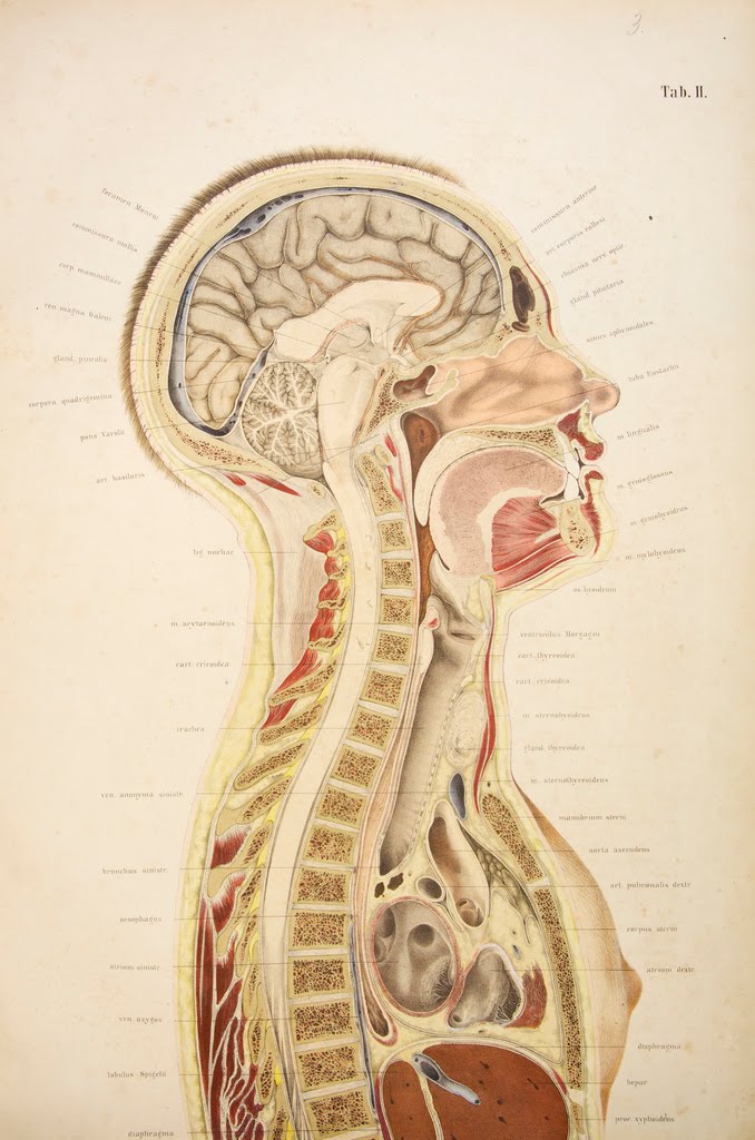 Making the Ordinary Extraordinary Brief - Illustration: Human Anatomy