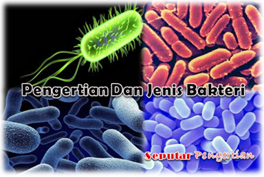 Pengertian Dan Jenis Bakteri