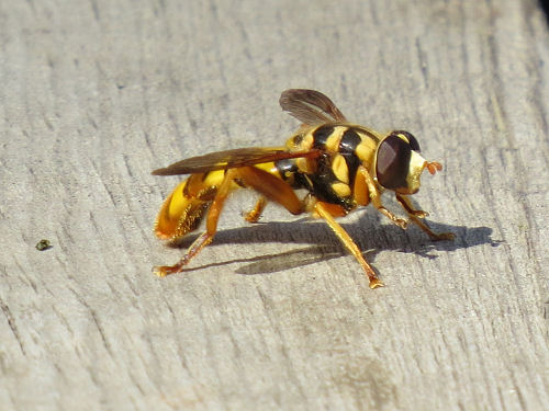yellow jacket hover fly