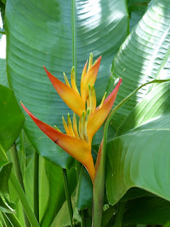 Heliconia de la Réunion Heliconia de la Réunion