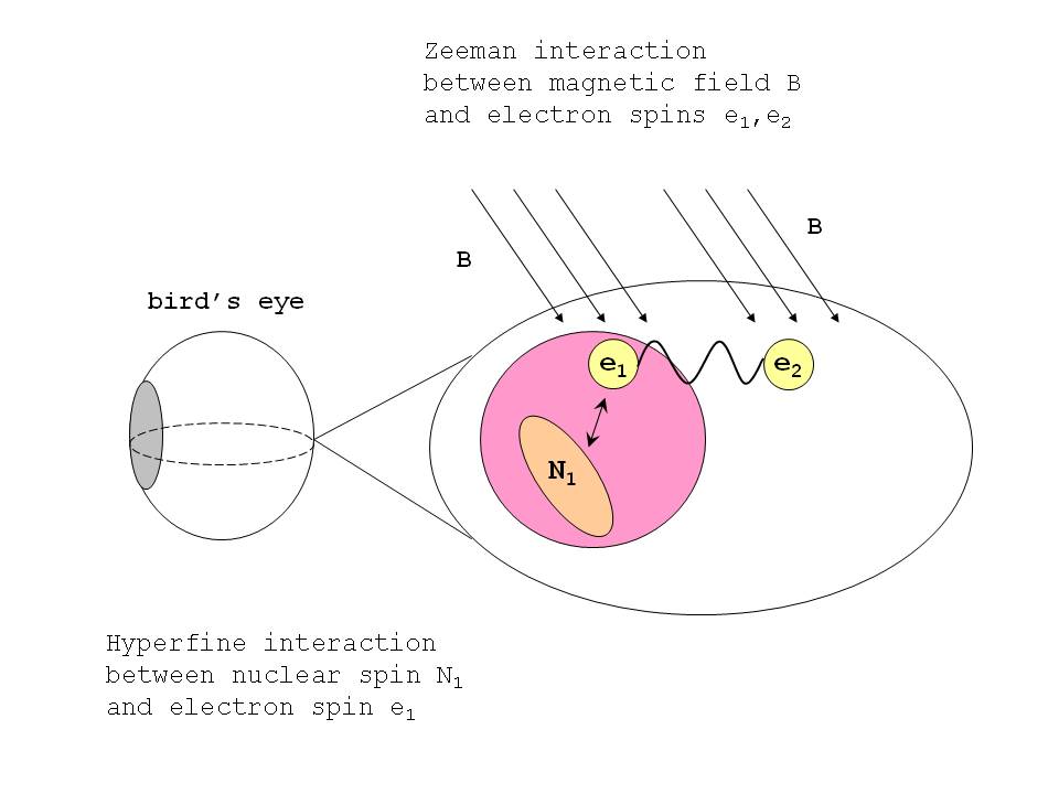 Quantum Gazette A quantum compass for birds