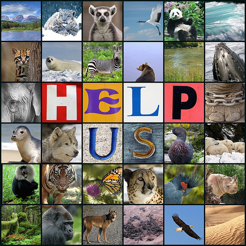 animal-extinction-the-greatest-threat-to-humankind-reasons-for-animal