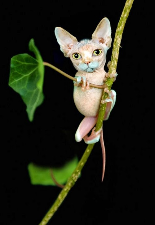 01-Cat-and-Frog-Jan-Oliehoek-Animal-Mashup-&-Photo-Manipulations