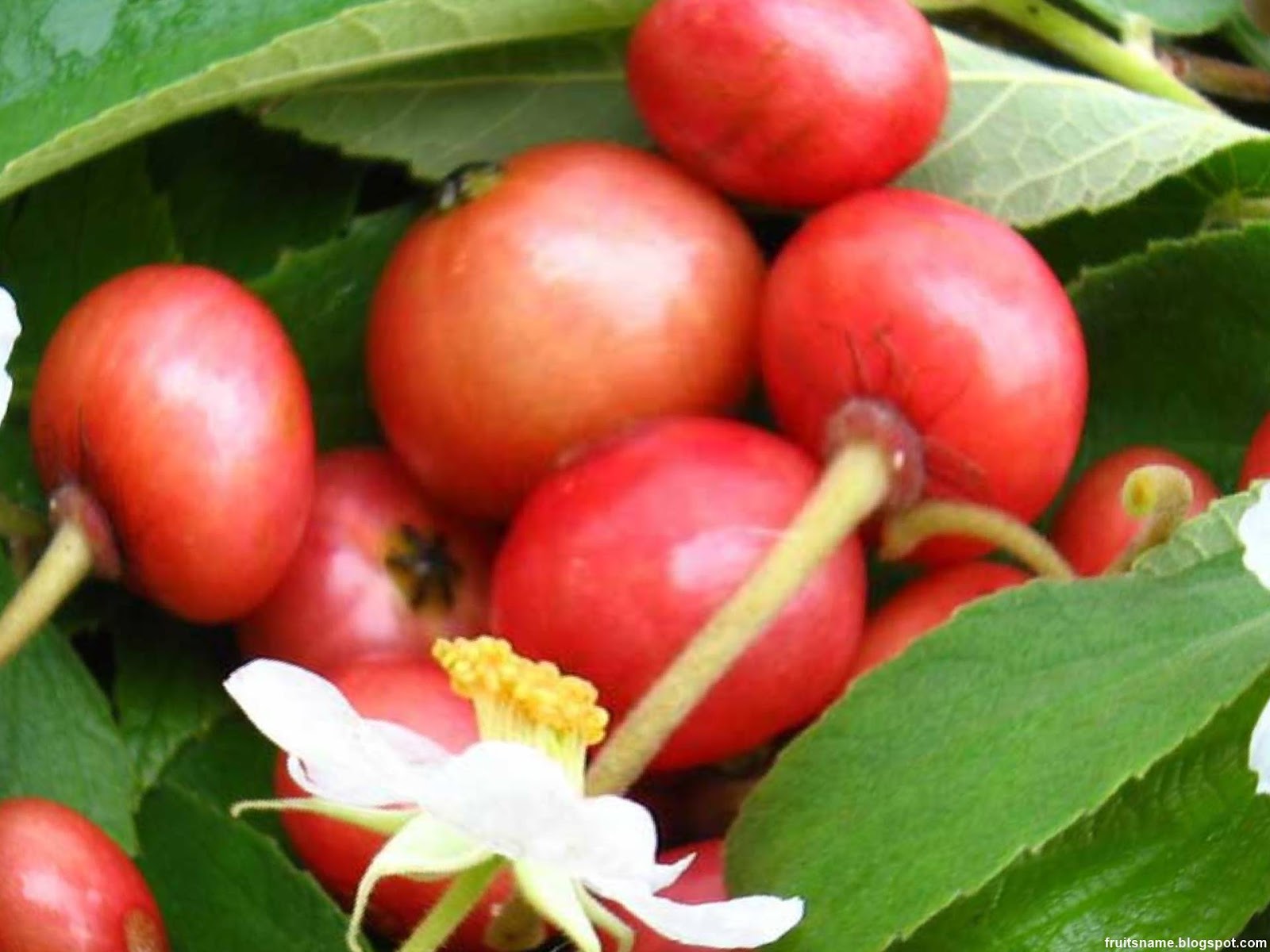 Fruits That Start With C