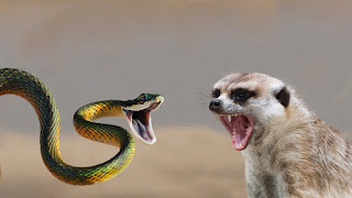 wild-animal wild-animal