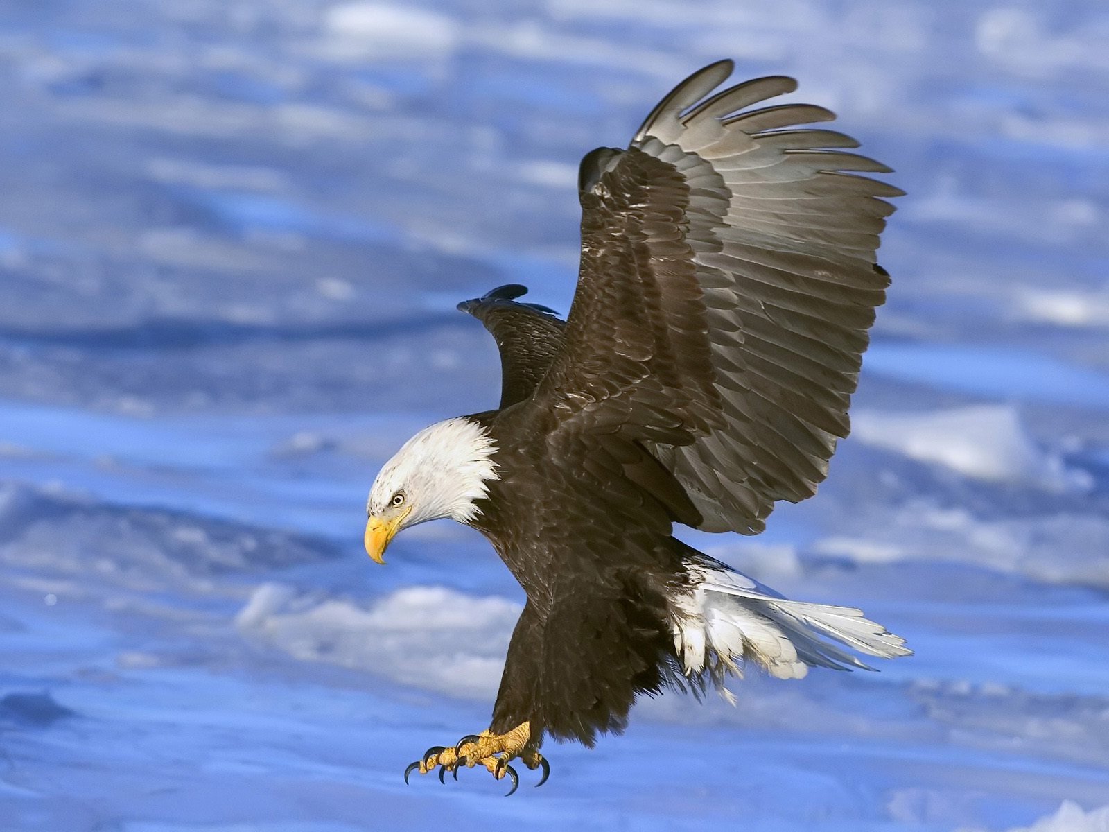 Fabulous And Amazing Eagle Wallpapers in HD For More