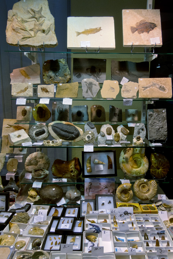 Fósiles en el XXV Certamen de Minerales, Gemas y Fósiles de la Escuela de Minas de Oviedo