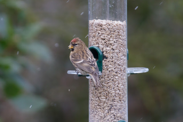 Birds in 'the beast'