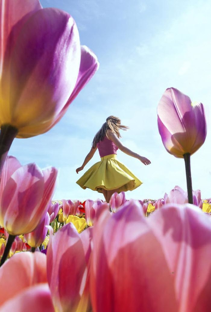 Ngất ngây trước vẻ đẹp choáng ngợp của cánh đồng hoa tulip nở rộ ở Hà Lan