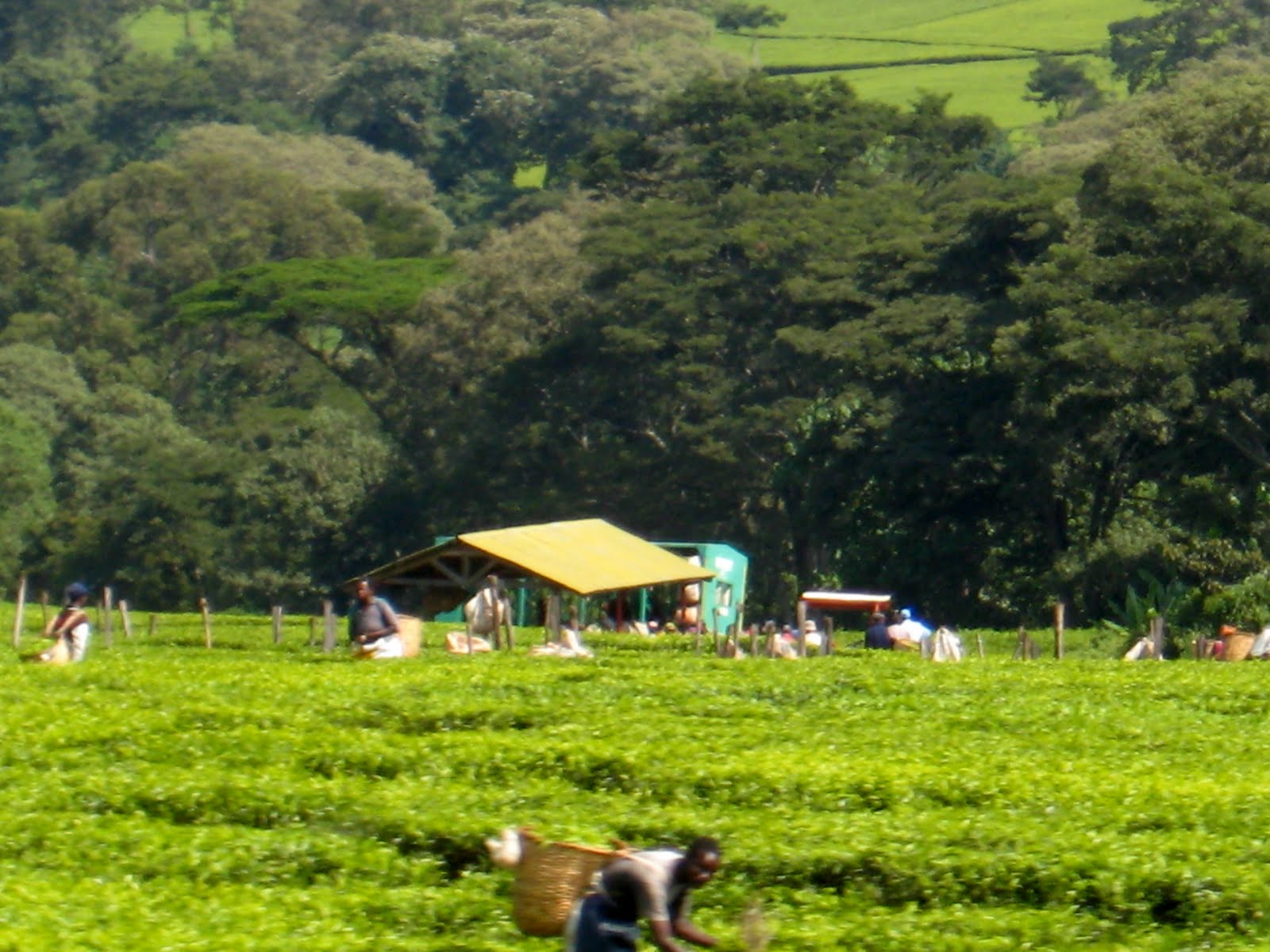 Kenya IUPUI 2011 Nandi Tea Estate & Kapsimotwo Gardens Nandi Hills, Kenya
