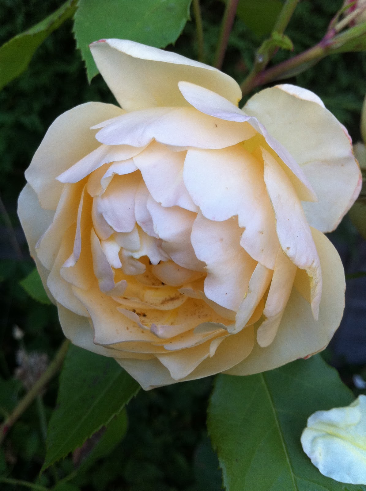 The Yellow Rose of Texas