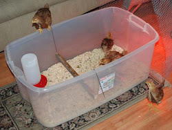 chicken cheap coop build under fast chicks hens those plastic