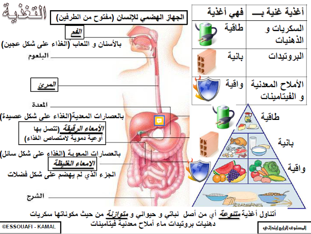 تحميل جميع ملخصات النشاط العلمي للمستوى الرابع ابتدائي